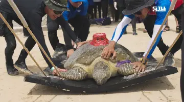 กรมทะเล ตรวจสุขภาพ-ปล่อยเต่าทะเล พร้อมติดอุปกรณ์ดาวเทียม