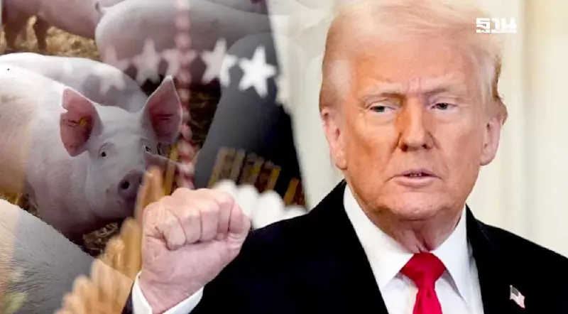 "ทรัมป์"ประกาศภาษี 36% “หมูไทย” ความมั่นคงอาหารที่ต้องปกป้อง "ทรัมป์"ประกาศภาษี 36% “หมูไทย” ความมั่นคงอาหารที่ต้องปกป้อง