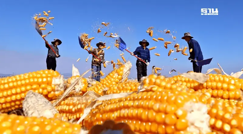 ส่องความปลอดภัยทางชีวภาพ ข้าวโพดสหรัฐ ก่อนไทยเปิดตลาด 4 ล้านตัน