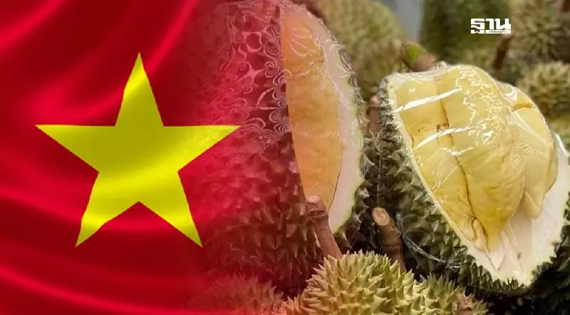 เวียดนาม ออกมาตรการคุมส่งออกทุเรียนสด ยกระดับกฎสากล