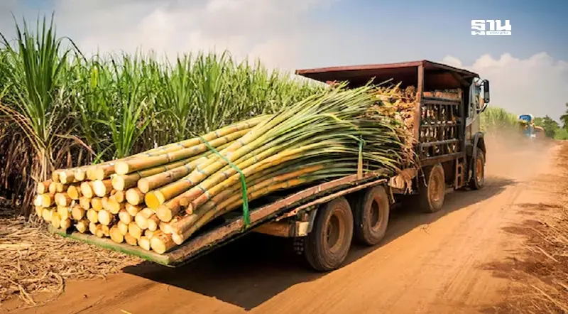 ครม.ชดเชยดอกเบี้ย ‘ชาวไร่อ้อย’ จัดสินเชื่อ 6,000 ล้าน นาน 3 ปี ครม.ชดเชยดอกเบี้ย ‘ชาวไร่อ้อย’ จัดสินเชื่อ 6,000 ล้าน นาน 3 ปี