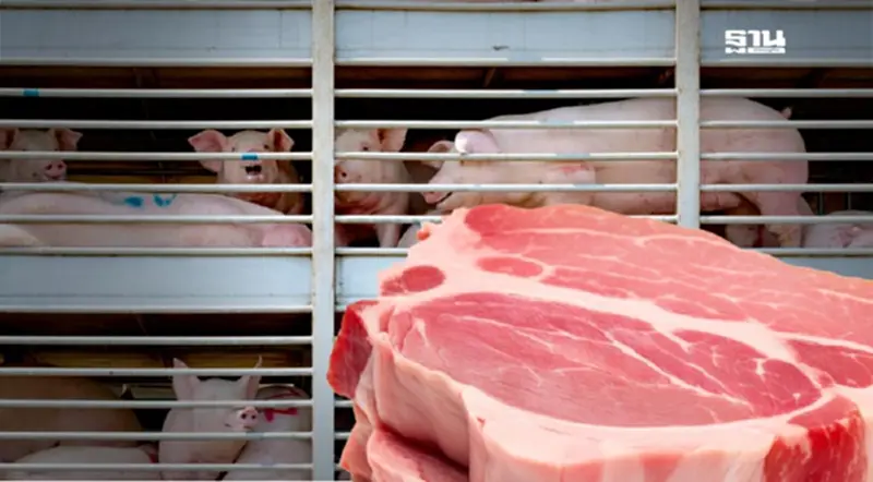 ผู้เลี้ยงสุกรวอนรัฐ ไม่เปิดตลาดหมูให้สหรัฐ ห่วงหมูเถื่อน-สารเร่งเนื้อแดงทำลายเกษตรกร ผู้เลี้ยงสุกรวอนรัฐ ไม่เปิดตลาดหมูให้สหรัฐ ห่วงหมูเถื่อน-สารเร่งเนื้อแดงทำลายเกษตรกร