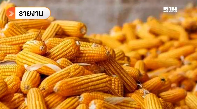 เสียงจากไร่ข้าวโพด : หยุดวงจรราคาตกซ้ำซาก ถึงเวลาปรับตัวสู่การผลิตที่ยั่งยืน
