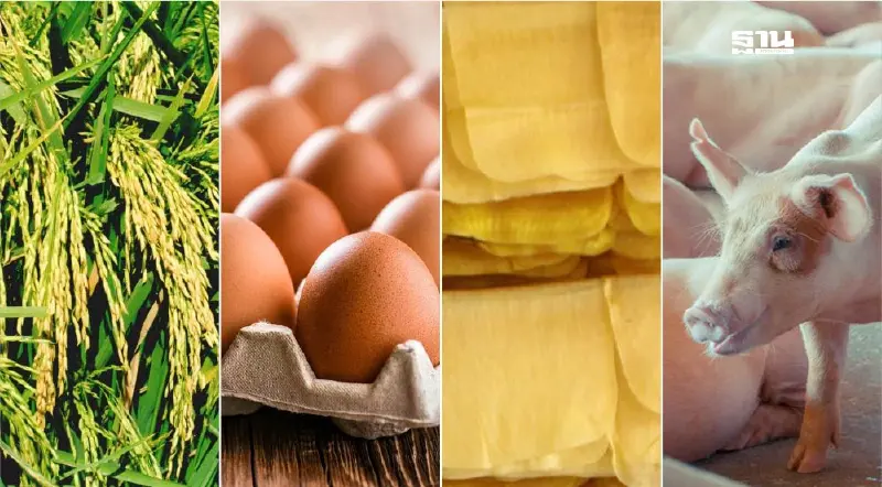 ราคาสินค้าเกษตรสัปดาห์ 18–22 ส.ค. ข้าว-ไข่ไก่ทรงตัว ยาง-สุกร-ไก่เนื้ออ่อนตัว ปลาป่นพุ่งแรง