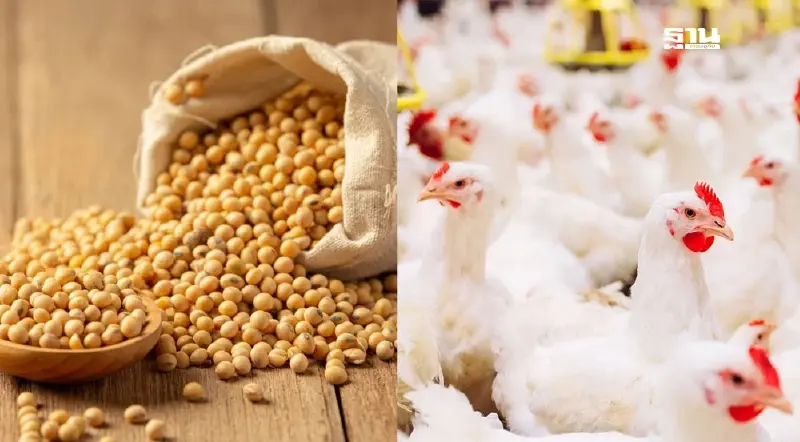 "กากถั่วเหลือง" ดิ่ง 20% ลดต้นทุนปศุสัตว์ หนุนเนื้อคุณภาพ ราคาผู้บริโภคเข้าถึงง่าย