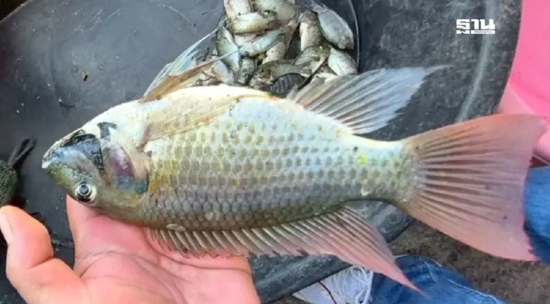 “ปลาหมอคางดำ” กินได้ กำจัดได้ พลิกวิกฤติสร้างรายได้สู่ชุมชนไทย “ปลาหมอคางดำ” กินได้ กำจัดได้ พลิกวิกฤติสร้างรายได้สู่ชุมชนไทย