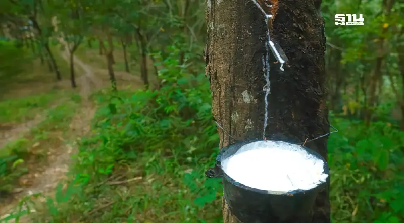 “โกตดิวัวร์” คู่แข่งใหม่ยางไทย ถูกกว่า 5 บาท/กก.–ลุ้น EUDR ช่วยดันราคา