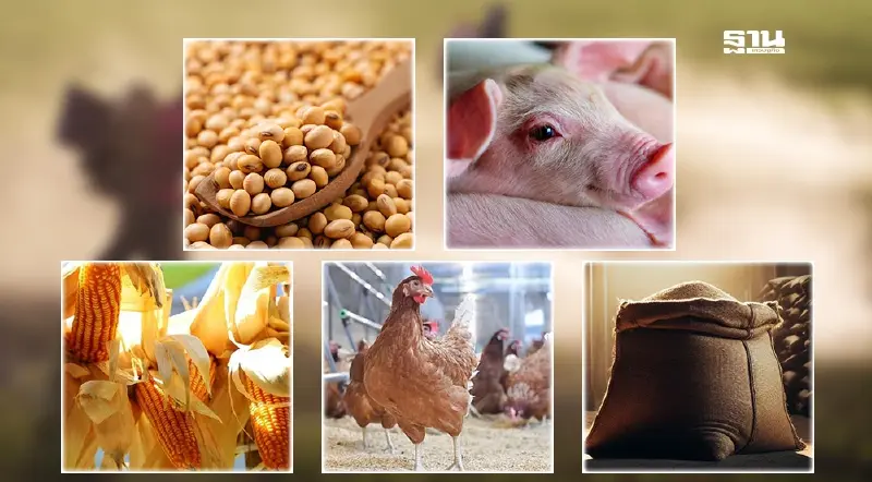 จับตาสินค้าเกษตรสัปดาห์หน้า "ข้าวโพด-ข้าว-ไก่เนื้อ" ราคาทรงตัว หลังร่วงแรง