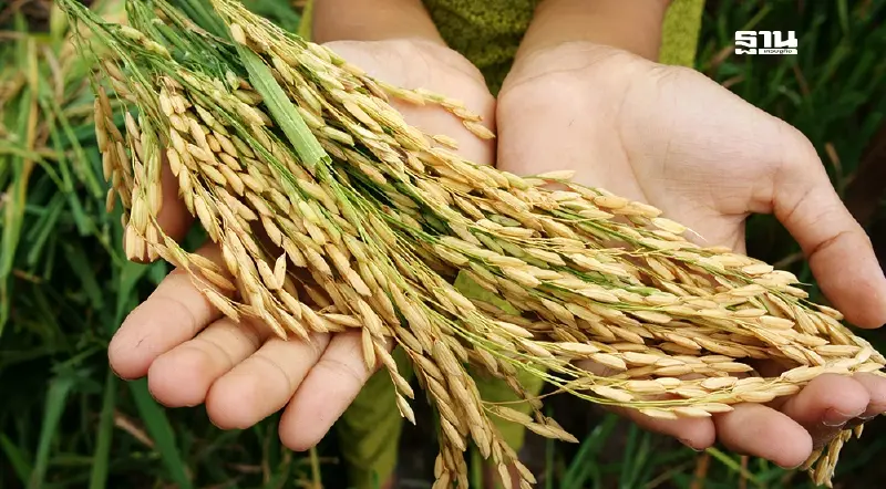 ด่วน! ชาวนาเคว้ง "นบข." สั่งเลื่อนประชุมออกไป ไม่มีกำหนด