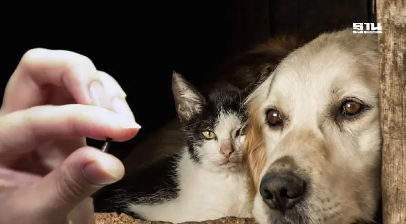 เช็กขั้นตอน-จุดขึ้นทะเบียนหมาแมว กทม. ฝังไมโครชิปฟรี ก่อน 10 ม.ค. 69