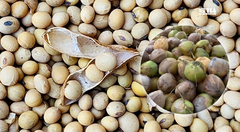 ไฟเขียวโควตานำเข้า “กากถั่วเหลือง-เมล็ดถั่วเหลือง-มะพร้าว” ในประเทศไม่เพียงพอ ไฟเขียวโควตานำเข้า “กากถั่วเหลือง-เมล็ดถั่วเหลือง-มะพร้าว” ในประเทศไม่เพียงพอ