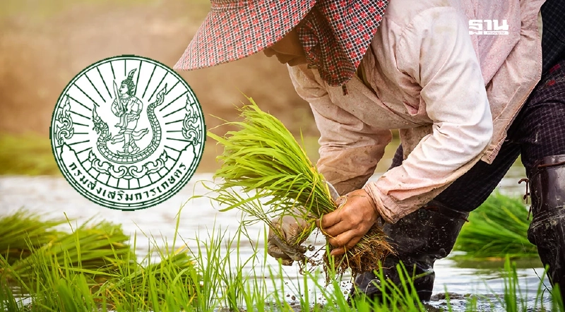 กรมส่งเสริมการเกษตร ไขคำตอบ 3 ข้อ แจกเงินไร่ละ 1000 ปี 68/69 กรมส่งเสริมการเกษตร ไขคำตอบ 3 ข้อ แจกเงินไร่ละ 1000 ปี 68/69