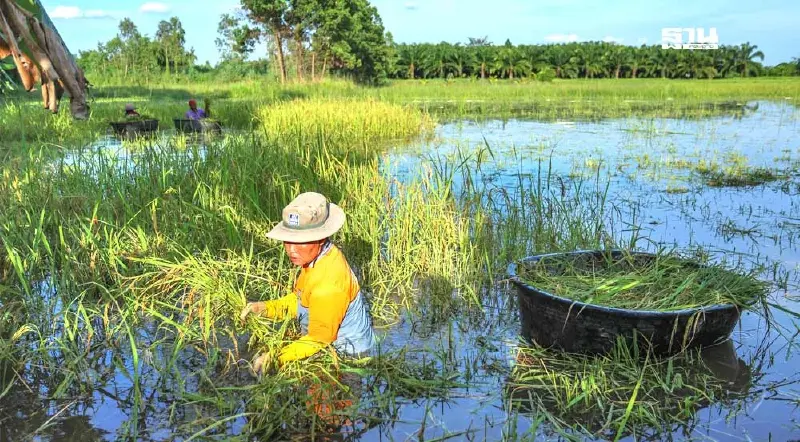 น้ำท่วมซัด 18 จังหวัด  พื้นที่เกษตรจมน้ำเสียหายกว่า 3 แสนไร่ “นาข้าว” หนักสุด