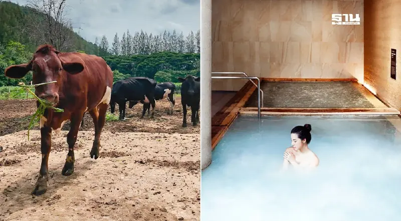 “Yunomori” ร่วมกับ Dairy Home รุกตลาดสุขภาพจับเทรนด์ "Onsen & Spa"