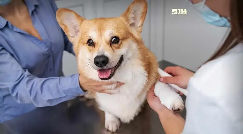 กทม. บริการฟรี ฉีดวัคซีนป้องกันพิษสุนัขบ้า หมา แมว อัปเดตที่นี่