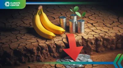 "กล้วย" อุตสาหกรรมหมื่นล้านดอลลาร์เสี่ยงสะดุด โลกร้อนฉุดพื้นที่ปลูกหด 60%