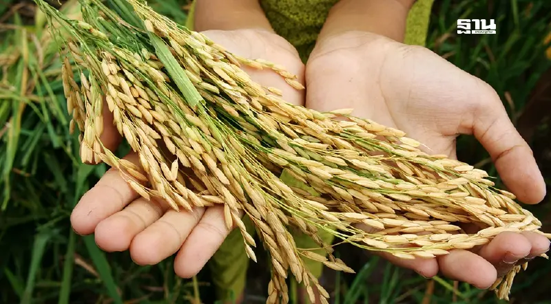 ครม.อนุมัติ 3 โครงการ “พยุงราคาข้าว” นาปี 2568/69 กว่า 6.1 หมื่นล้าน