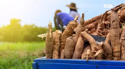 ส่งออกมันสำปะหลัง พุ่ง 5.4 หมื่นล้าน เร่งเจาะตลาดใหม่ ซาอุฯ - เม็กซิโก