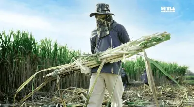 เช็คเงินโอนช่วยชาวไร่อ้อยตันละ 69 บาทงวดต่อไปเมื่อไหร่