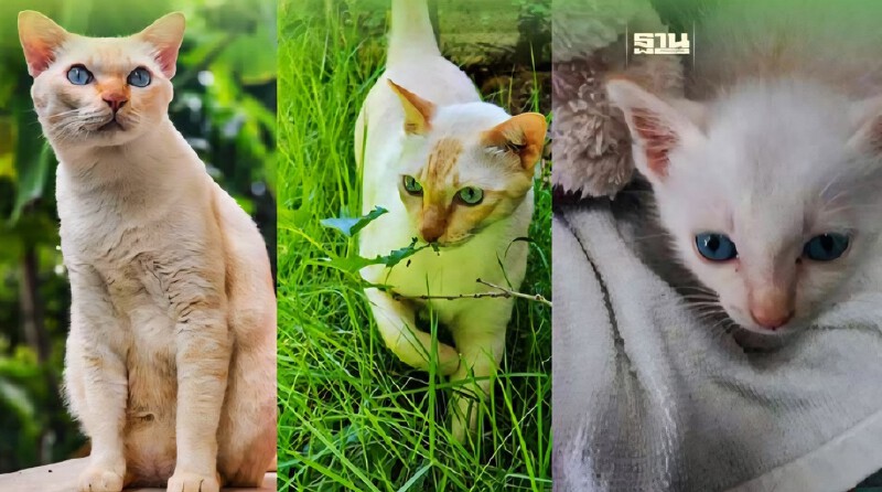 .วันนี้ วันแมวโลก 2568 มีที่มาที่ไปอย่างไร เตือนเจ้าของต้องจดทะเบียนสัตว์เลี้ยง.