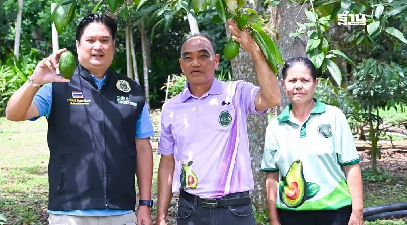 เปิดแล้ว “เทศกาลอะโวคาโด มรกตแห่งขุนเขา” วันที่ 8–10 ส.ค.นี้ เปิดแล้ว “เทศกาลอะโวคาโด มรกตแห่งขุนเขา” วันที่ 8–10 ส.ค.นี้