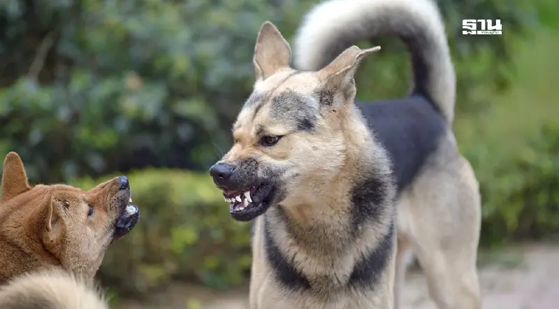 แพทย์แนะวิธีป้องกัน “พิษสุนัขบ้า” เมื่อติดเชื้อยังไร้ทางรักษา อันตรายถึงชีวิต