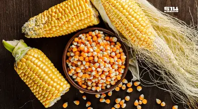 คต. ตรวจเข้มนำเข้า 'ข้าวโพดปลอดการเผา' คุมเข้มลด PM 2.5 ข้ามพรมแดน