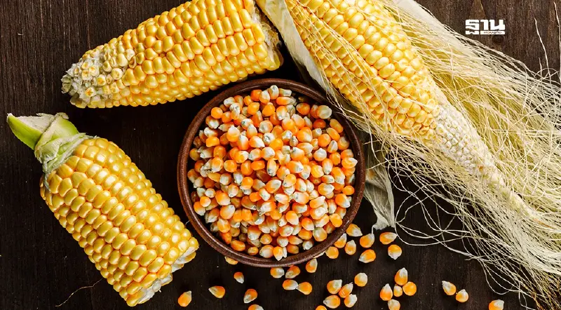 คต. ตรวจเข้มนำเข้า 'ข้าวโพดปลอดการเผา' คุมเข้มลด PM 2.5 ข้ามพรมแดน คต. ตรวจเข้มนำเข้า 'ข้าวโพดปลอดการเผา' คุมเข้มลด PM 2.5 ข้ามพรมแดน