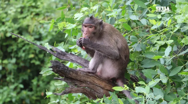 ‘สวนลิง 1 ไร่–สะพานคลองโล่ง’สัญลักษณ์คนบางขุนเทียน อยู่ร่วมธรรมชาติอย่างยั่งยืน ‘สวนลิง 1 ไร่–สะพานคลองโล่ง’สัญลักษณ์คนบางขุนเทียน อยู่ร่วมธรรมชาติอย่างยั่งยืน