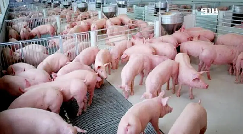 สมาคมฯ สั่งลุย 'หมูหัน 1 แสนตัว' ลดล้นตลาด ช่วยพยุงราคา หนุนเกษตรไปต่อ สมาคมฯ สั่งลุย 'หมูหัน 1 แสนตัว' ลดล้นตลาด ช่วยพยุงราคา หนุนเกษตรไปต่อ