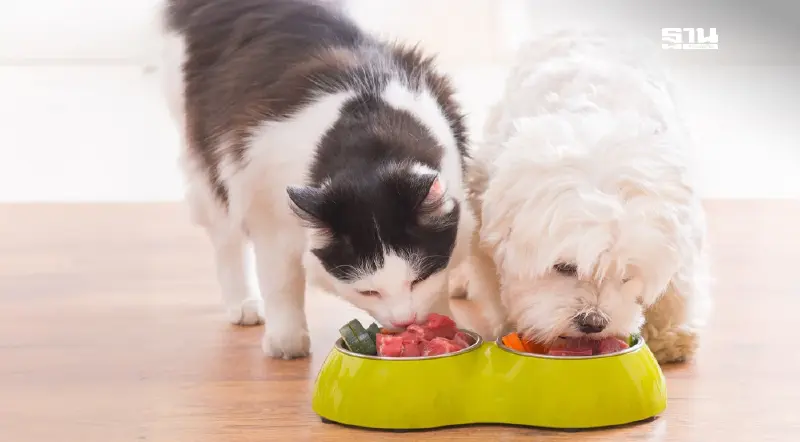 ไทยส่งออกอาหารสุนัข-แมว ปี 2567 เบอร์ 2 โลก มูลค่า 8.5 หมื่นล้าน