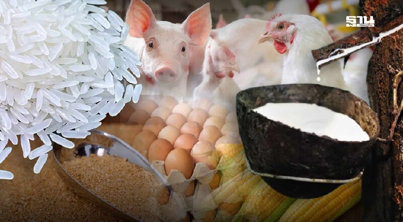 .ราคาสินค้าเกษตร 22-26 ก.ย. 68 ข้าว ยางพารา ไก่เนื้อ กากถั่วเหลืองขยับลด ข้าวโพด-สุกร-ไข่ไก่ยังนิ่ง.