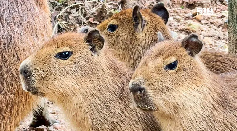 สวนสัตว์เปิดเขาเขียว  สรุปชื่อลูกคาปิบารา 3 ตัว  'กิง ก่อง แก้ว'