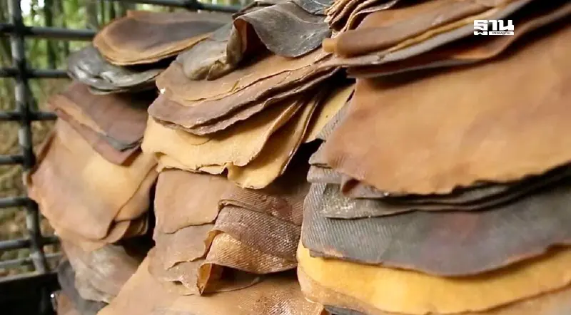 22 ก.ย. กยท.นัดประชุมด่วน กวาดล้างยางเถื่อน สนองนโยบาย  ‘ธรรมนัส’