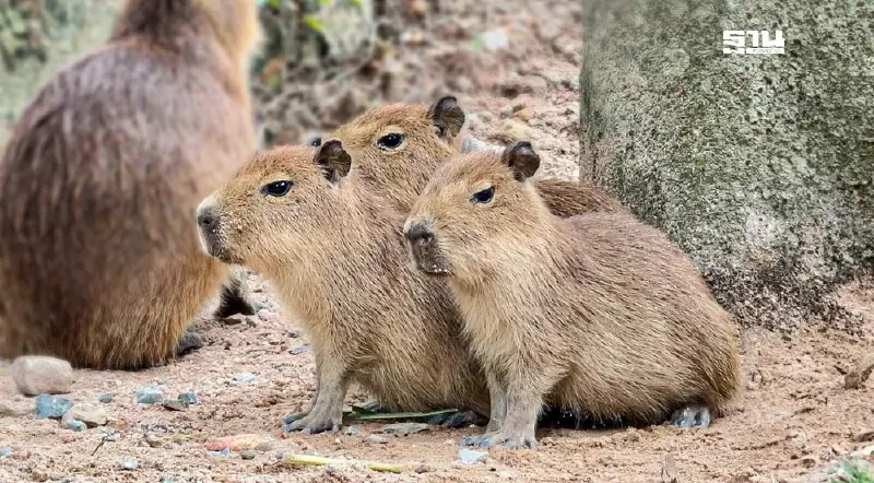 เปิดภาพ 'คาปิบารา' หลังโหวตถึง 94,543 คน ได้ชื่อ 'กิง ก่อง แก้ว'