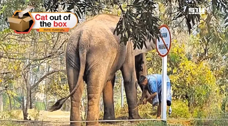 ผ่าจ้านช้างผ่าจ้านผี