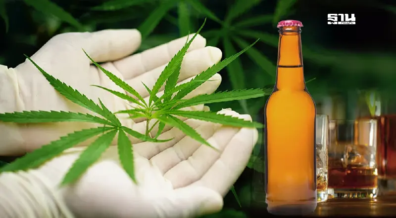 วัดผลงาน “พท.- ภท.” ปลดล็อกกฎหมายใหญ่ “แอลกอฮอล์-กัญชา”