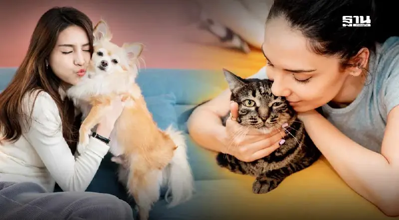 เลี้ยงหมา–แมวแล้วดวงดีขึ้นจริงไหม เปิดเหตุผลที่หลายคนพูดถึง