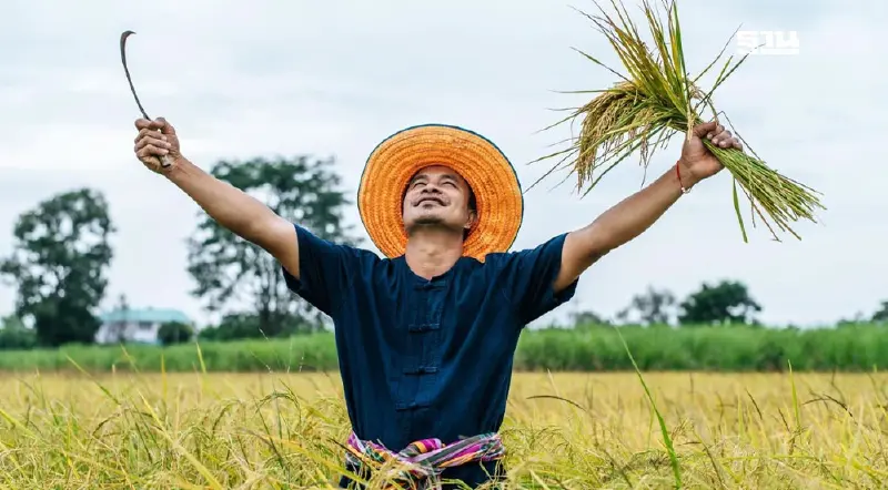 เช็คโอนเงินไร่ละ 1,000 รอบเก็บตก ข้าวนาปรัง - นาปี ตรวจสอบที่นี่