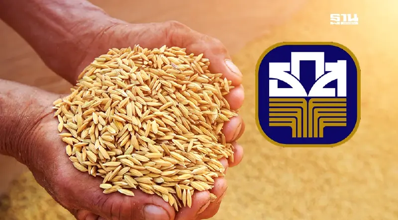 เงินไร่ละ 1000 ไม่ต้องลงทะเบียนทางรัฐแล้ว ธ.ก.ส.โอนตรงวันนี้