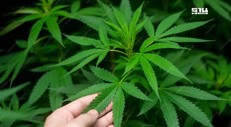 'อนุทิน' กลับมา ชี้ชะตา 'กัญชา' จะเสรีหรือจบที่การแพทย์