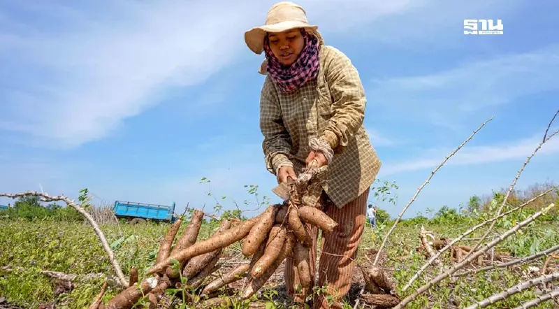 อุตฯ มันสำปะหลัง ส่อโคม่า ผลผลิตหด-ชาวไร่ ชิ่งหนีหันไปปลูกพืชอื่นที่ได้เงินมากกว่า