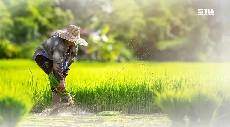 ตรวจสอบสิทธิเงินไร่ละ 1,000 ล่าสุด ข้าวนาปีรอบเก็บตก โอนวันนี้ 18 ก.ย.