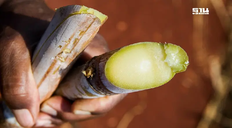 ‘ซินเจนทา’ หนุนเกษตรกรใช้นวัตกรรมชีวภาพ ยกระดับอ้อยไทยสู่เวทีโลก