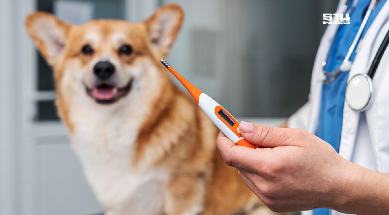 .สธ. เฝ้าระวัง โรคพิษสุนัขบ้า พื้นที่เสี่ยง กทม. สมุทรปราการ 11 แห่ง.