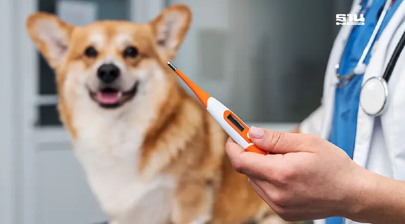 สธ. เฝ้าระวัง โรคพิษสุนัขบ้า พื้นที่เสี่ยง กทม. สมุทรปราการ 11 แห่ง