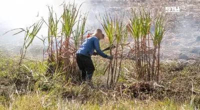 รัฐ ใช้มาตรการลด PM2.5 ลดเผาในพื้นที่เกษตร กำหนดอ้อยเผาไม่เกิน 15%