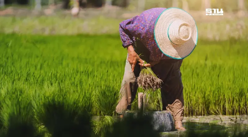 ส่องกฎหมายข้าว ฉบับชาวนา เสนอจัดเก็บภาษีข้าว ตั้งกองทุน 3 พันล้าน ดันอาชีพยั่งยืน ส่องกฎหมายข้าว ฉบับชาวนา เสนอจัดเก็บภาษีข้าว ตั้งกองทุน 3 พันล้าน ดันอาชีพยั่งยืน