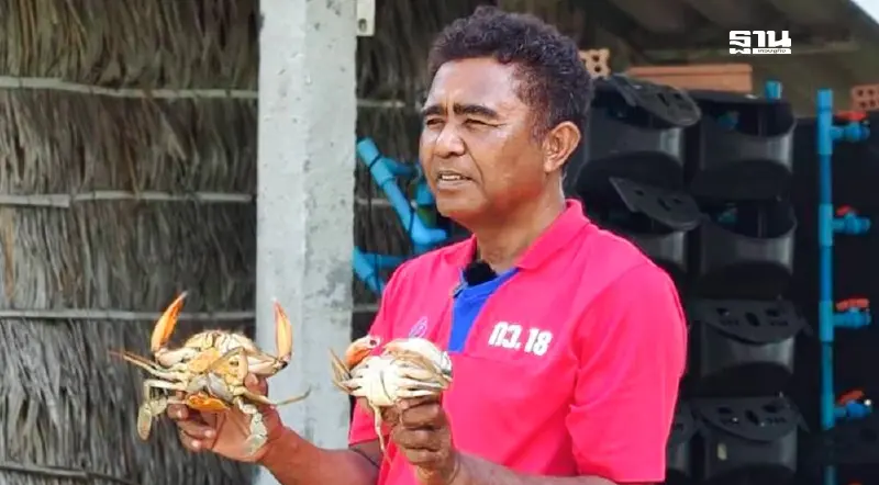 เกษตรกรปากพนังพลิกวิกฤต"ปลาหมอคางดำ"แปรเป็นอาหารปูขาว