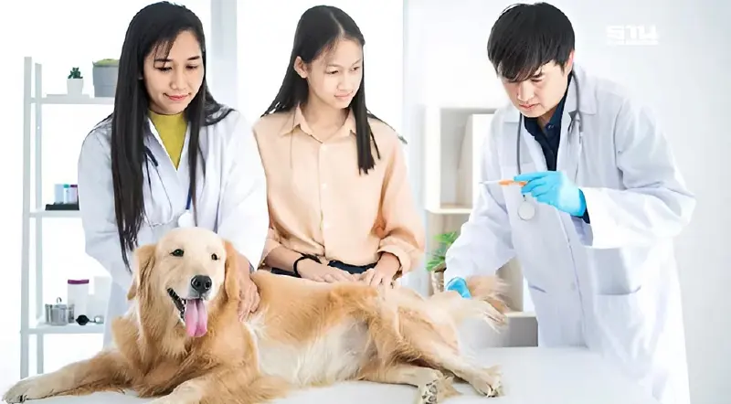 ttb analytics ชี้ประกันภัยสัตว์เลี้ยงไทยโตช้า แผนคุ้มครองไม่ตอบโจทย์